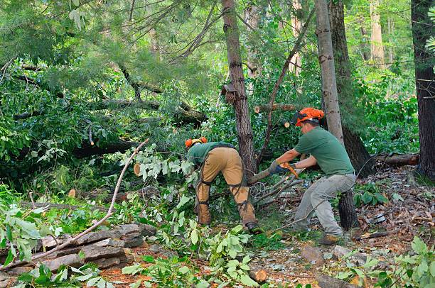 Best Tree Clearing Services  in Blissfield, MI